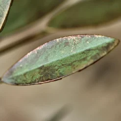 House Doctor Heimdekor|Teelichthalter Und Kerzenständer|Kerzenständer, HDLeaves, Antikes Grün
