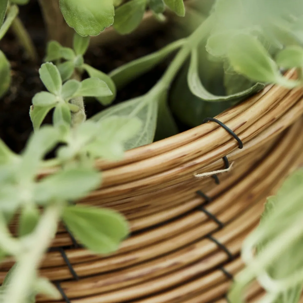 House Doctor Heimdekor|Blumentöpfe Und Übertöpfe|Planter, HDBoum, Nature